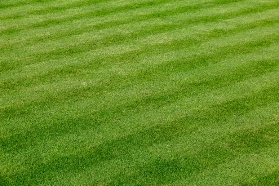 Boosting Curb Appeal With Expert Lawn Care Services Katy, TX