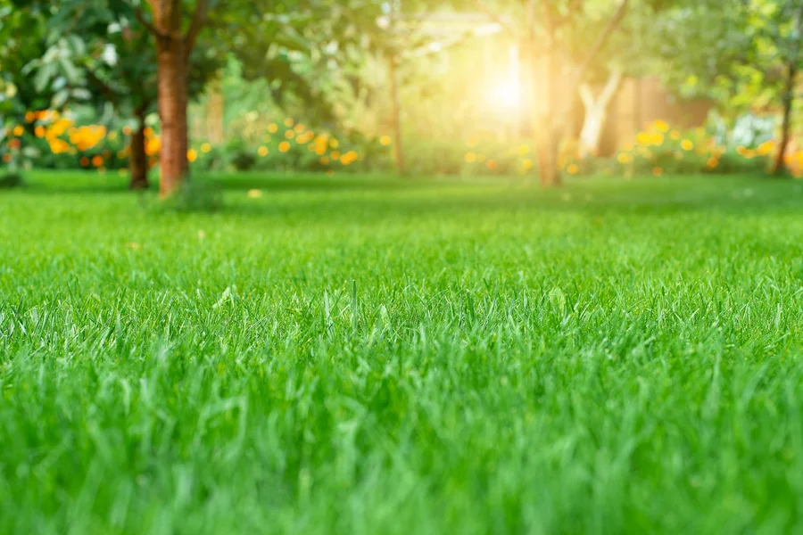 Maximizing Client Satisfaction With Expert Lawn Care Katy, TX